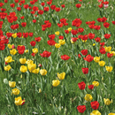 Berlintapete No. 6259 | Tulip field Carta da parati