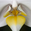 Berlintapete No. 3990 | Orchid Papiers peint