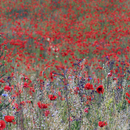 Berlintapete No. 5545 | Poppy Meadow Wallcoverings / Wallpaper