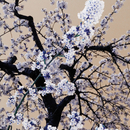 Berlintapete Nr. 6519 | Sakura Wandbeläge / Tapeten