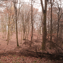 No. 6868 | Redwood Berlintapete