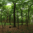 No. 6867 | 360 Degrees Forest Berlintapete