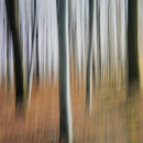 No. 6582 | Abstract forest Berlintapete