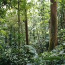 No. 5244 | Rainforest Berlintapete