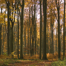 No. 5151 | Autumn Forest Berlintapete