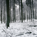 No. 3711 | Snow Forest Berlintapete