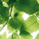 Berlintapete No. 3181 | Leaves Wallcoverings / Wallpaper