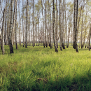 No. 3127 | Birkenwald Berlintapete