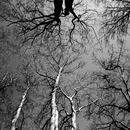 No. 3093 | Noblex-Panorama Berlintapete