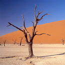No. 6204 | Desert Berlintapete