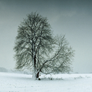 No. 6384 | Tree in landscape Berlintapete