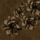 WALL & DECÒ Flowers poetry Wallcoverings / Wallpaper