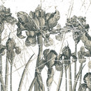 WALL & DECÒ Herbarium Wallcoverings / Wallpaper
