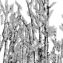 Black forest WALL & DECÒ