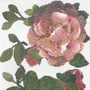 Springrose Bianco A mosaic Bisazza
