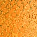 LL 1213 Orange | hydro Nanai