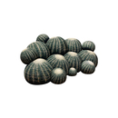 Cerruti Baleri Canapé Cactus