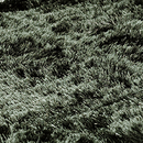 KYMO SG Airy Premium Low Cut dark moss Moquetas / Alfombras