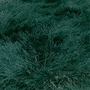 SG Suave dark green KYMO