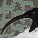 Ulrike Weiss Nile Piastrelle per pareti Piastrelle per pavimenti Pietra naturale