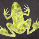 Ulrike Weiss Prince Charming Piastrelle per pareti Piastrelle per pavimenti Pietra naturale