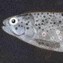 Ulrike Weiss Schubert Piastrelle per pareti Piastrelle per pavimenti Pietra naturale