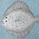 Ulrike Weiss Turbot Piastrelle per pareti Piastrelle per pavimenti Pietra naturale