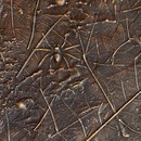 VEROB Metallization | leaves Acabado: patinado Metal Paneles murales