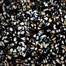 VEROB Allocation of nacre | nacre chippings large Finiture superficiale: Madreperla Pannelli per pareti