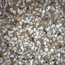 VEROB Allocation of nacre | nacre chippings large Finiture superficiale: Madreperla Pannelli per pareti