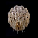 Willowlamp Protea Chandelier Ceiling 1000