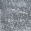 VEROB Metallization | Roughly grinded Acabado: metalización Metal Metal: paneles/placas Paneles murales