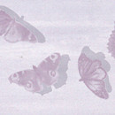 Fap Ceramiche Cielo Farfalle Lavanda Inserto Mix 2 Ceramic Ceramics/clay: wall tiles Wall tiles