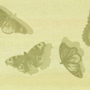 Fap Ceramiche Cielo Farfalle Prato Inserto Mix 2 Ceramic Ceramics/clay: wall tiles Wall tiles