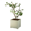 OGGI Beton Gongora Planting
