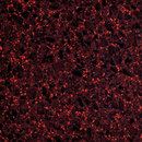 STARON® Tempest spice Staron