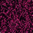 OBJECT CARPET Glory 1502 Moquette / Tappeti Sedute per esterno