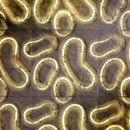 Lithos Design Polare