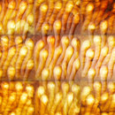 Lithos Design Sirio