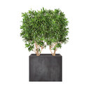 art aqua Heckenelement Dracaena hoch 160-180 cm Compartimentación