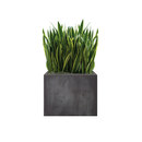 art aqua Heckenelement Sanseveria hoch 120-140 cm Compartimentación