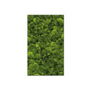 art aqua Moosbild Rectangle 60x100 cm Living-room / Office complements Plant walls / Green walls Wall art / Murals