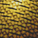 Artaic Islamic Yellow Wall mosaics