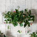 Urbanature Hängegarten Bepflanzung Wohn- / Büroaccessoires