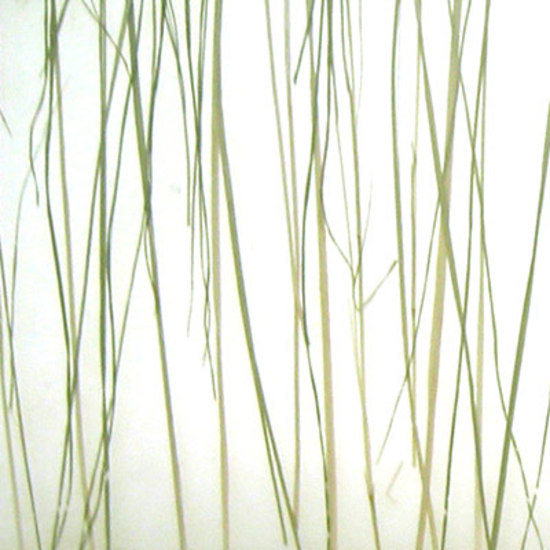 bear-grass-lite-ecoresin-panel-by-3form-europe-product
