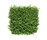 Moss | Kasthall