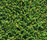 Moss | Kasthall
