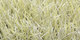 Atlantique | Carpet Sign