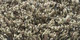 Quivive | Carpet Sign