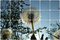 Nola Star image | Nola Star